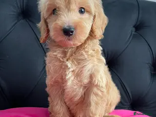 Cockapoo dogs Cockerpoo Puppies - Advert 2