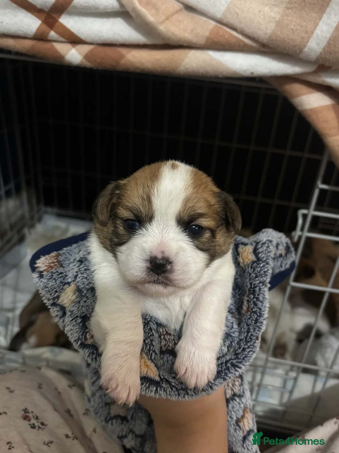 Shorkie dogs for sale: Shorkie x puppies  - Advert 5