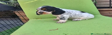 Cocker Spaniel 4
