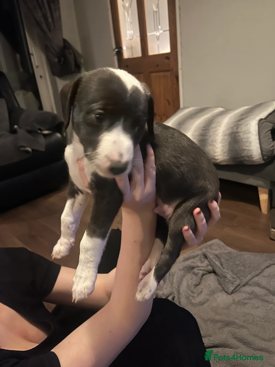 Lurcher dogs for sale: Bedlington Whippet pups for sale - Advert 26