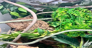 Gecko reptiles - Advert 4