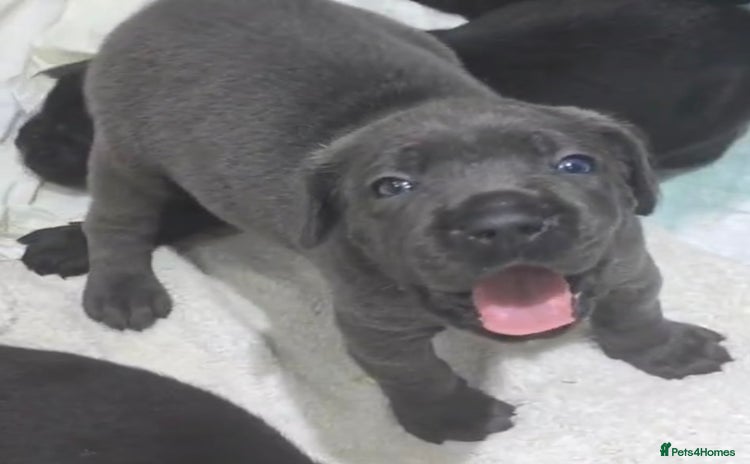 Cane Corso dogs - Advert 3