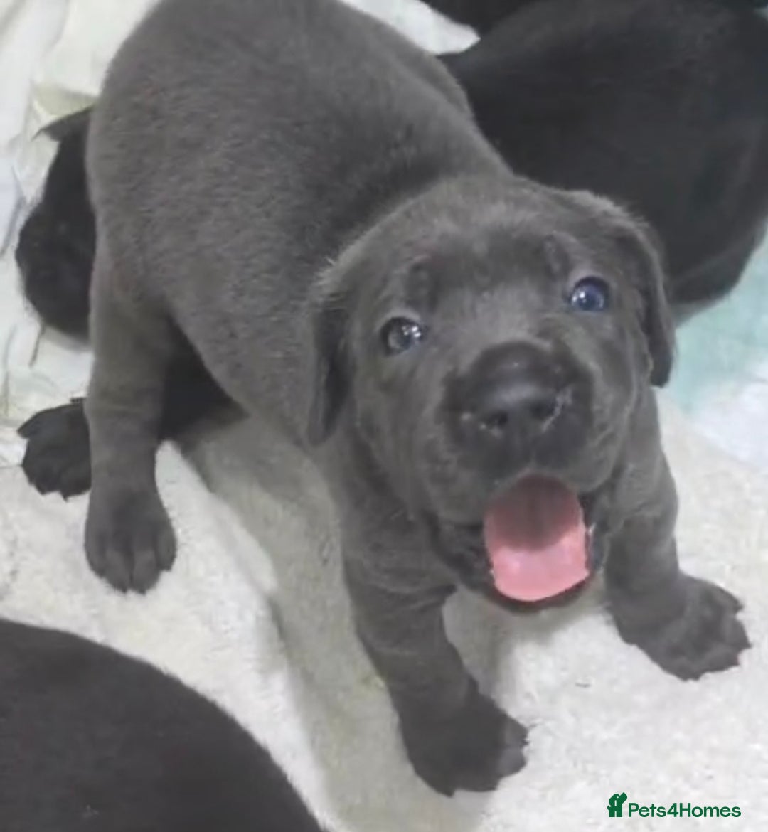 Cane Corso dogs for sale: Cane corso puppies rehom - Image 3