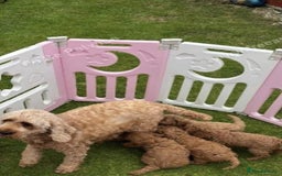Cockapoo dogs for sale: F1b fox red Fully vaccinated Male - Image 8