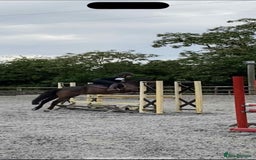 Irish Thoroughbred horses for sale: Second pony for games / hunting - Advert 7