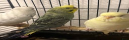Budgerigars birds for sale: 🌈 Beautiful Budgies Looking for Loving Homes 🌈 - Advert 10