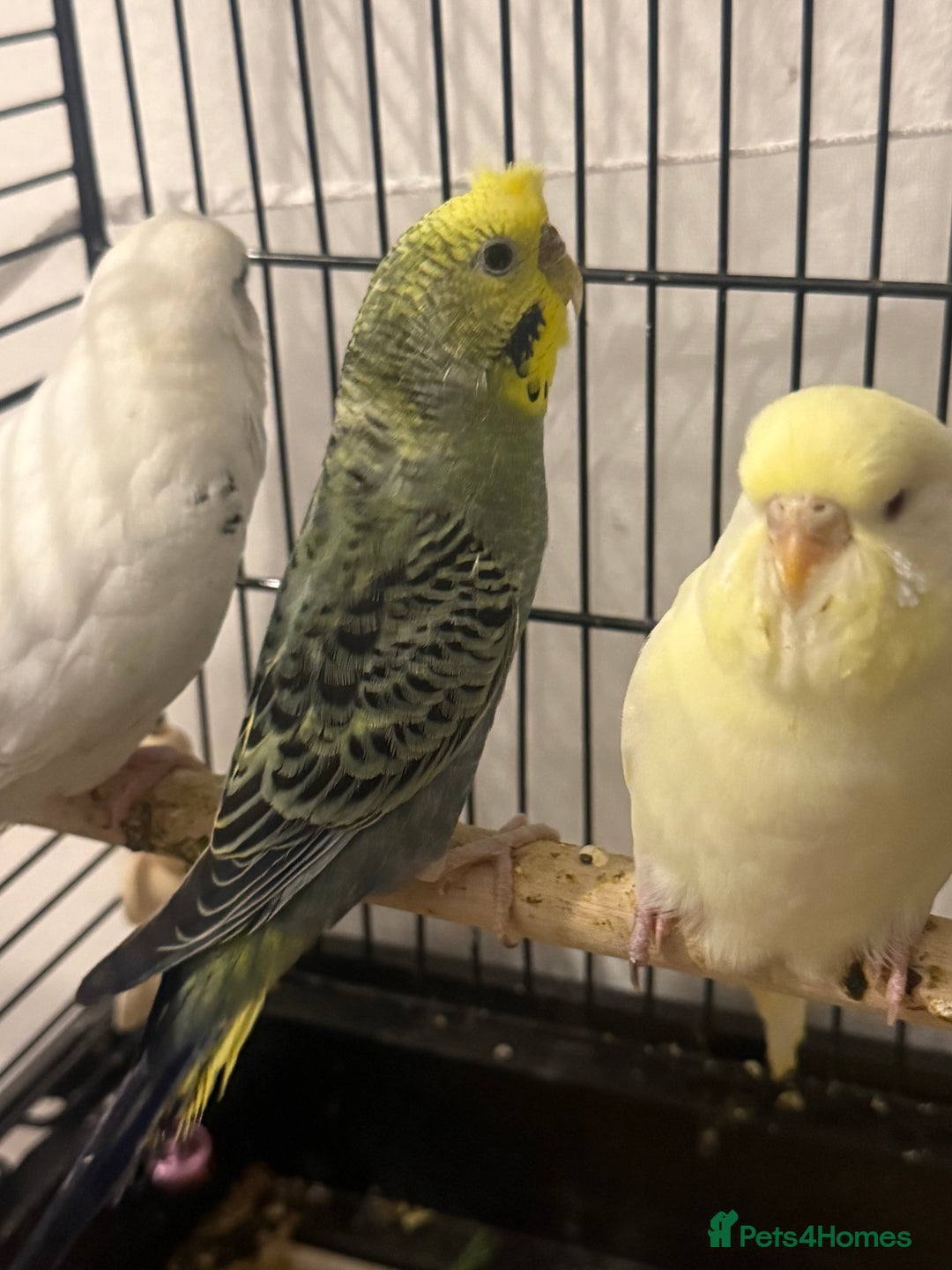 Budgerigars birds for sale: 🌈 Beautiful Budgies Looking for Loving Homes 🌈 - Advert 10