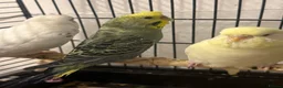 Budgerigars birds for sale: 🌈 Beautiful Budgies Looking for Loving Homes 🌈 - Advert 10