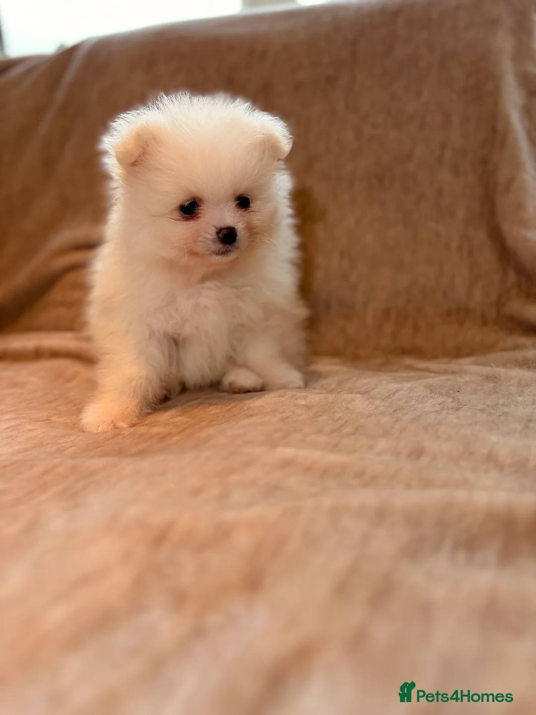 Pomeranian dogs for sale: Beautiful Pomeranian babies - Advert 23