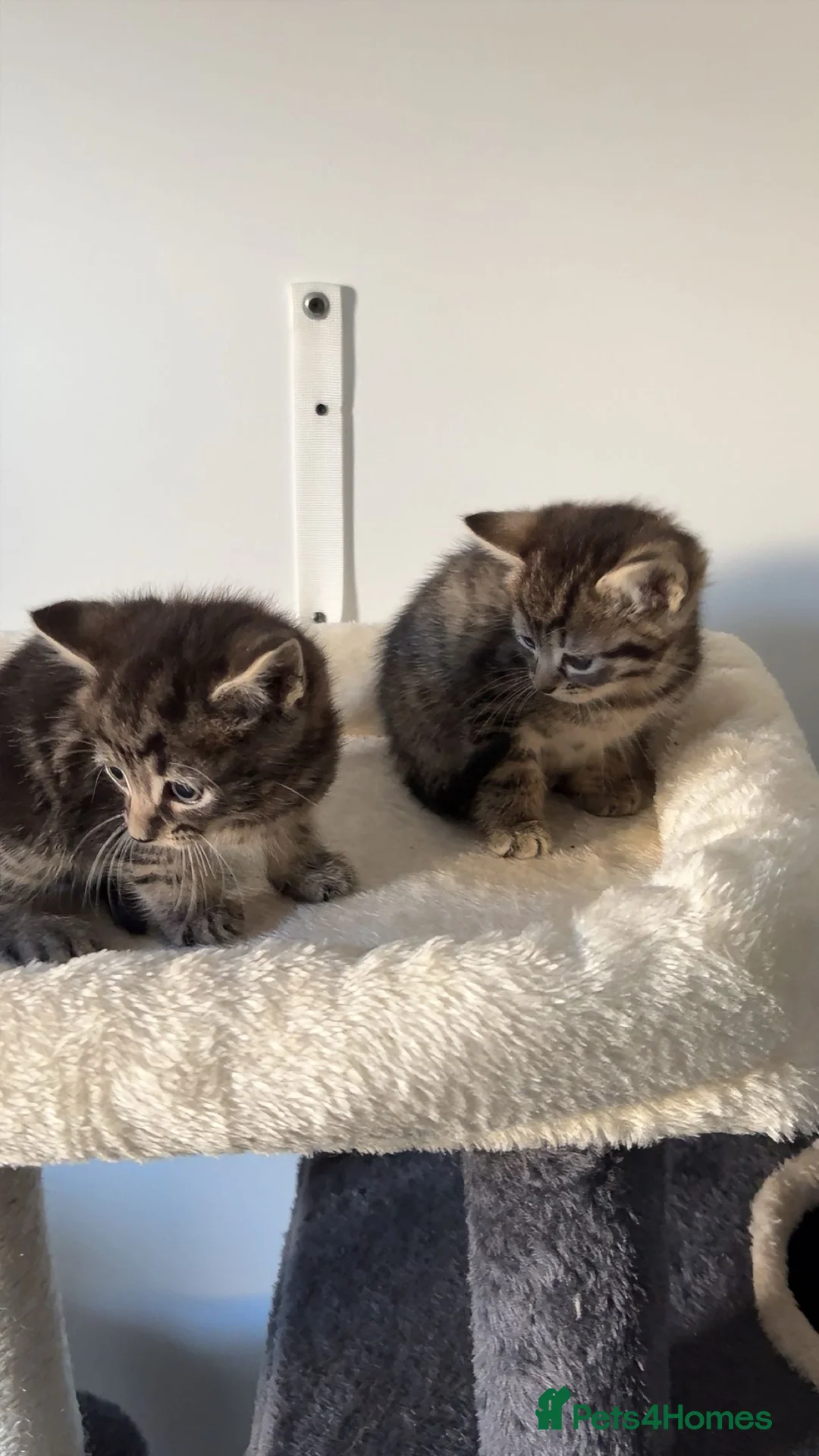 Mixed Breed cats for sale: 2 Adorable kittens - Ready for rehoming! - Advert 4