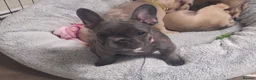 French Bulldog dogs for sale: French bulldogs  Last girl  - Advert 4