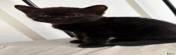 Mixed Breed cats for sale: Boy black kitten for sale - Advert 4