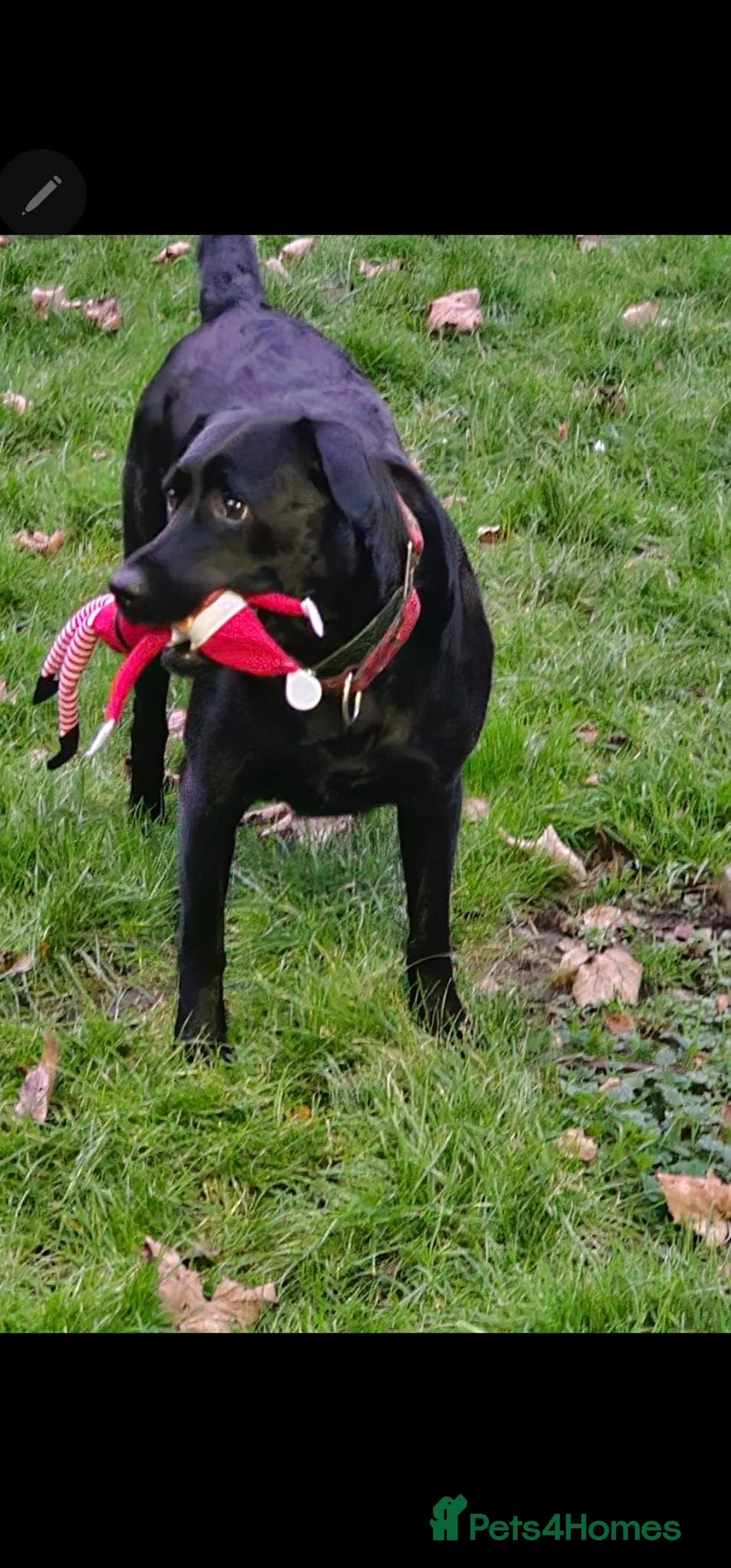 Labrador Retriever dogs for sale: 6year old Labrador girl in Liverpool - Advert 2