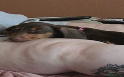 Dachshund dogs for sale:  11 week old Diva female Dachound - Image 7