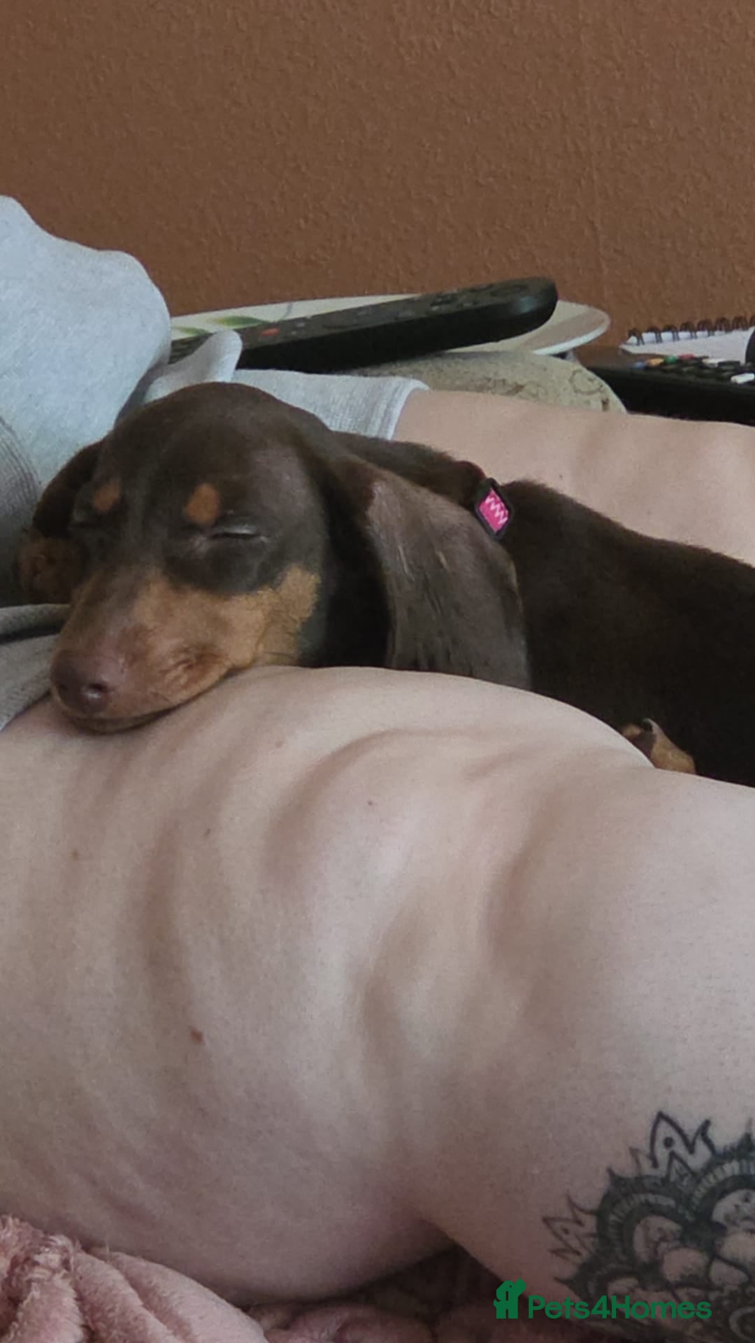 Dachshund dogs for sale:  11 week old Diva female Dachound - Image 7