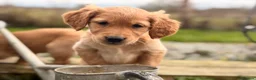 Golden Retriever dogs for sale: Stunning KC working golden retriever puppies - Advert 11