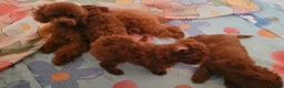 Toy Poodle dogs for sale:  Asian Toy Poodles (both parents Asian) For sale - Advert 23