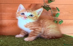 Domestic Shorthair cats for sale: GORGEOUS SHORT HAIRED FAMILY KITTENS  - Image 15