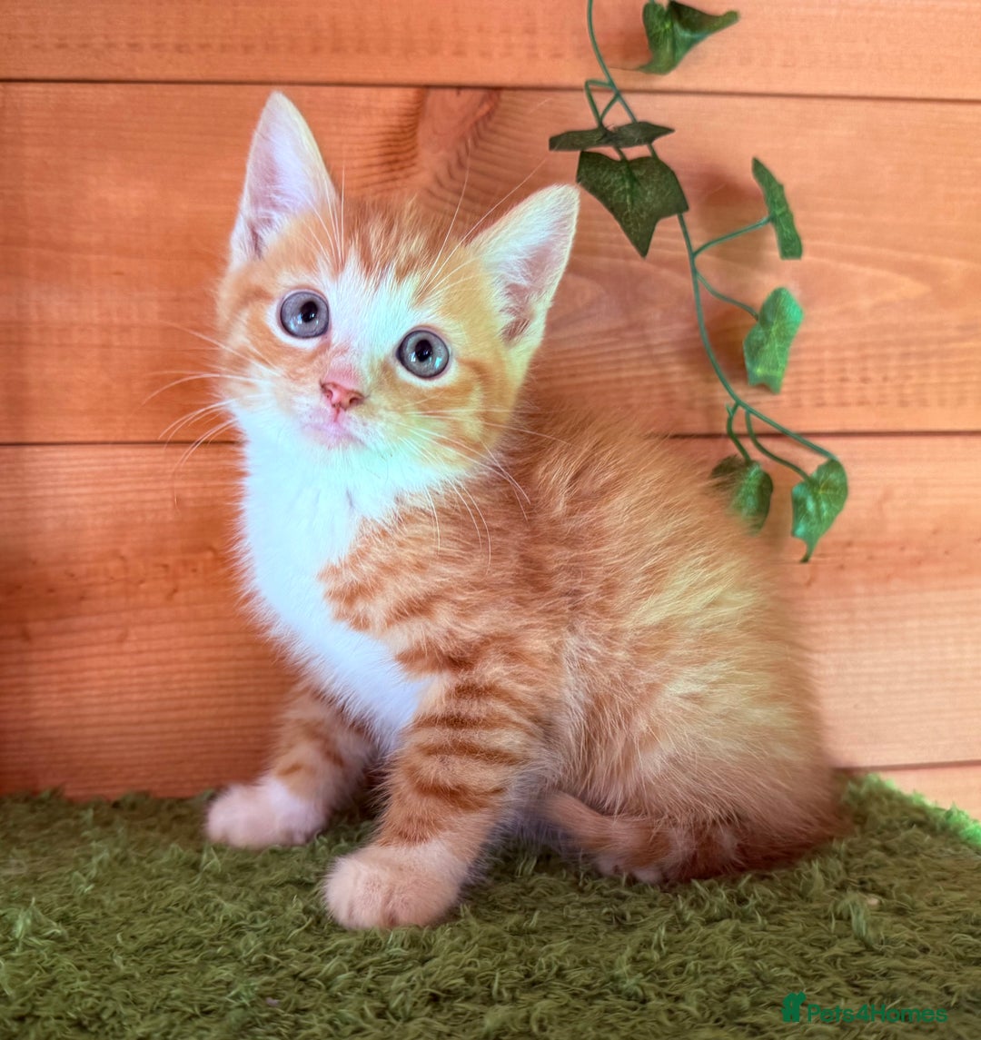 Domestic Shorthair cats for sale: GORGEOUS SHORT HAIRED FAMILY KITTENS  - Image 15