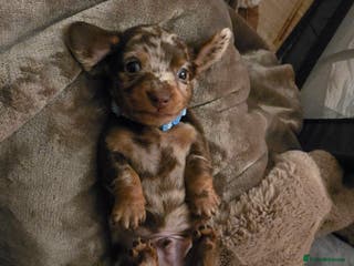 Miniature Dachshund dogs Gorgeous chocolate dapple miniature dachshunds - Advert 7