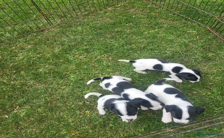 Jack Russell dogs - Advert 3