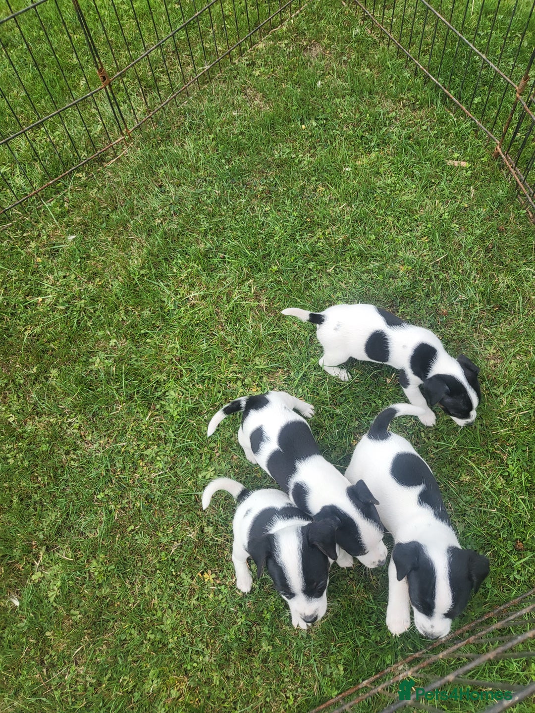 Jack Russell dogs for sale: Puppies  - Image 1