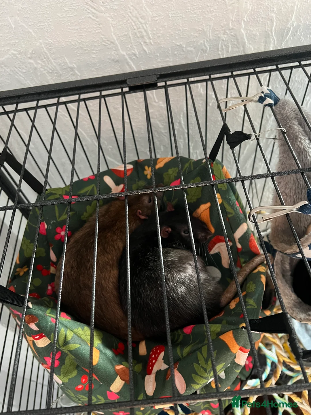 Rat rodents for sale: 4 Male rats + Cage (negotiable price)  - Advert 6