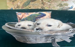 Goldador dogs for sale: Puppies- Goldadors (Golden retriever) (Labrador)  - Image 40