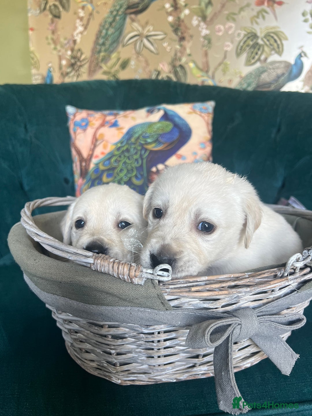 Goldador dogs for sale: Puppies- Goldadors (Golden retriever) (Labrador)  - Image 40