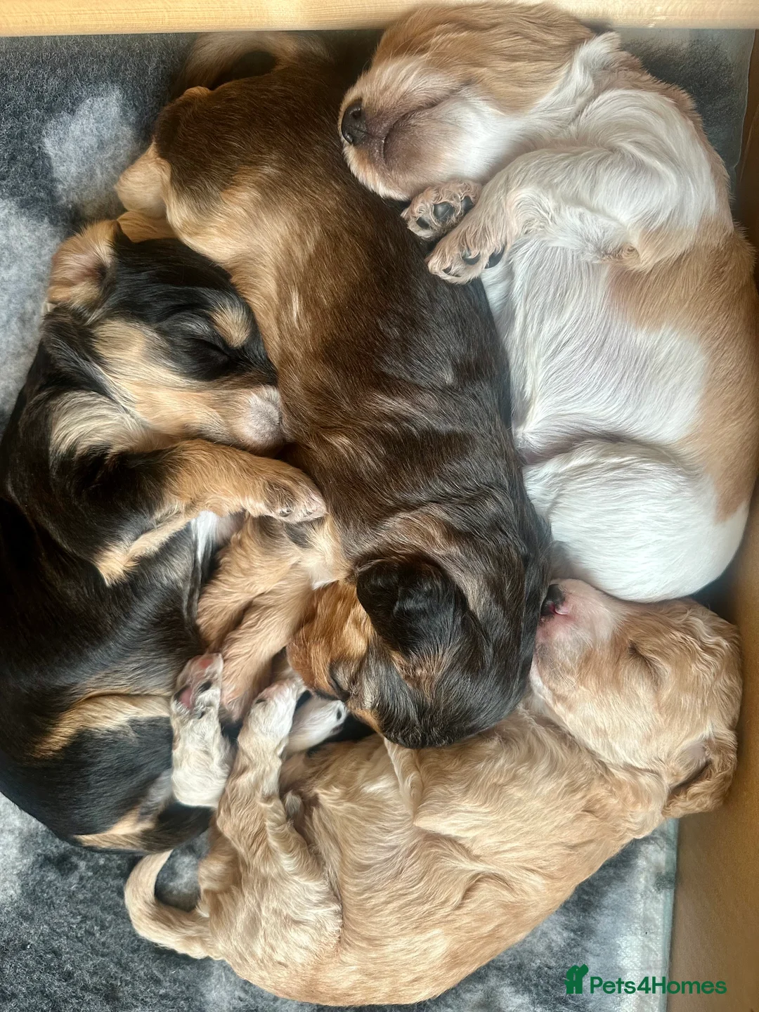 Cockapoo dogs for sale: Beautiful cockapoo girls - ready 25/07 - Advert 2