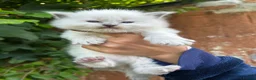 Ragdoll cats for sale: Beautiful Pure Blue Point Ragdoll  - Advert 15