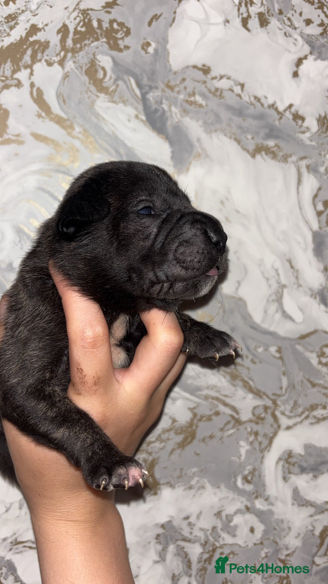 Mixed Breed dogs for sale: Shar-pei puppies  - Image 19