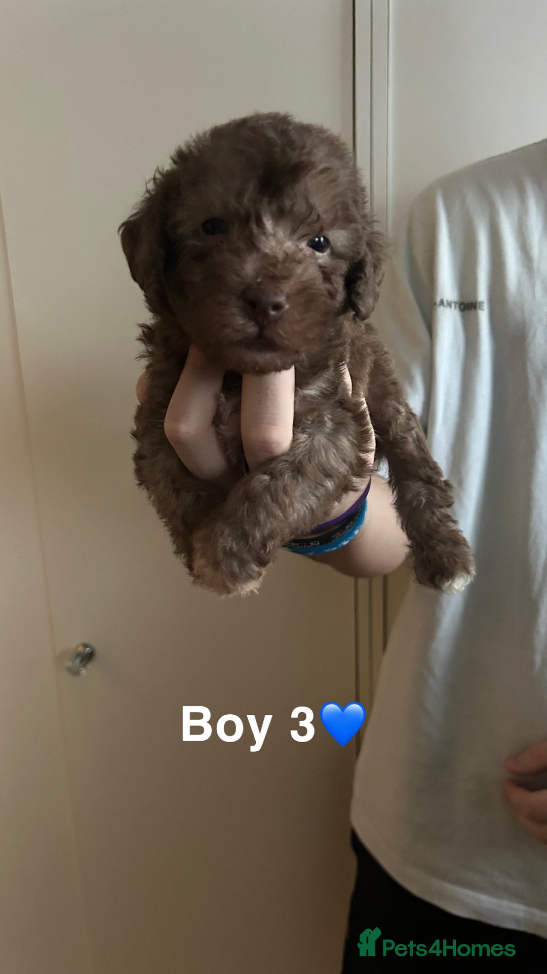 Bedlington Terrier dogs for sale: Beautiful bedlington terrier puppies for sale  - Advert 6