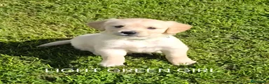 Golden Retriever Light Green girl 