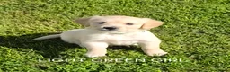 Golden Retriever dogs for sale: KC GOLDEN RETRIEVER PUPPIES  - Advert 10