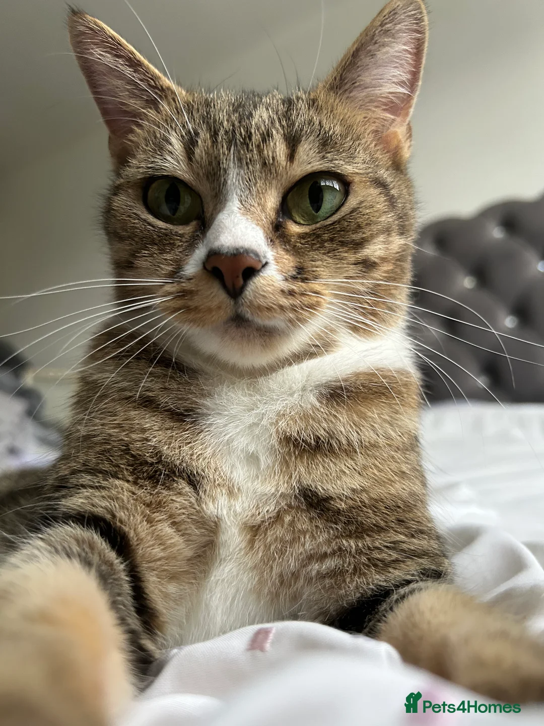 Mixed Breed cats for sale: Buy a cloud, fluffy white cat needs a new home - Advert 2