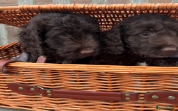 Cockapoo dogs for sale: Gorgeous cockapoo puppies  - Image 5