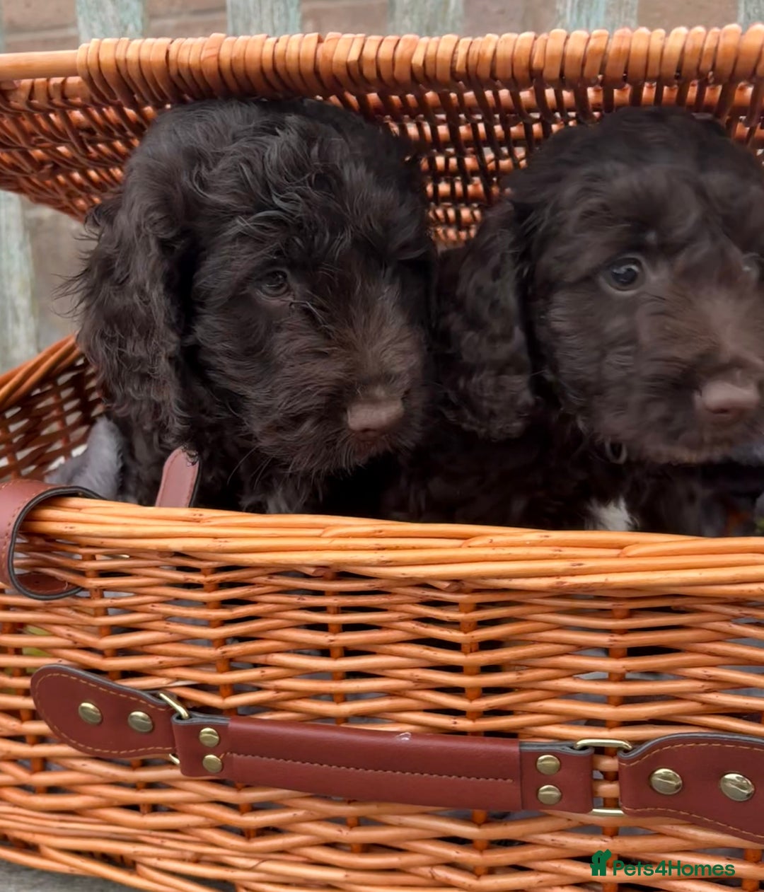 Cockapoo dogs for sale: Gorgeous cockapoo puppies  - Image 5