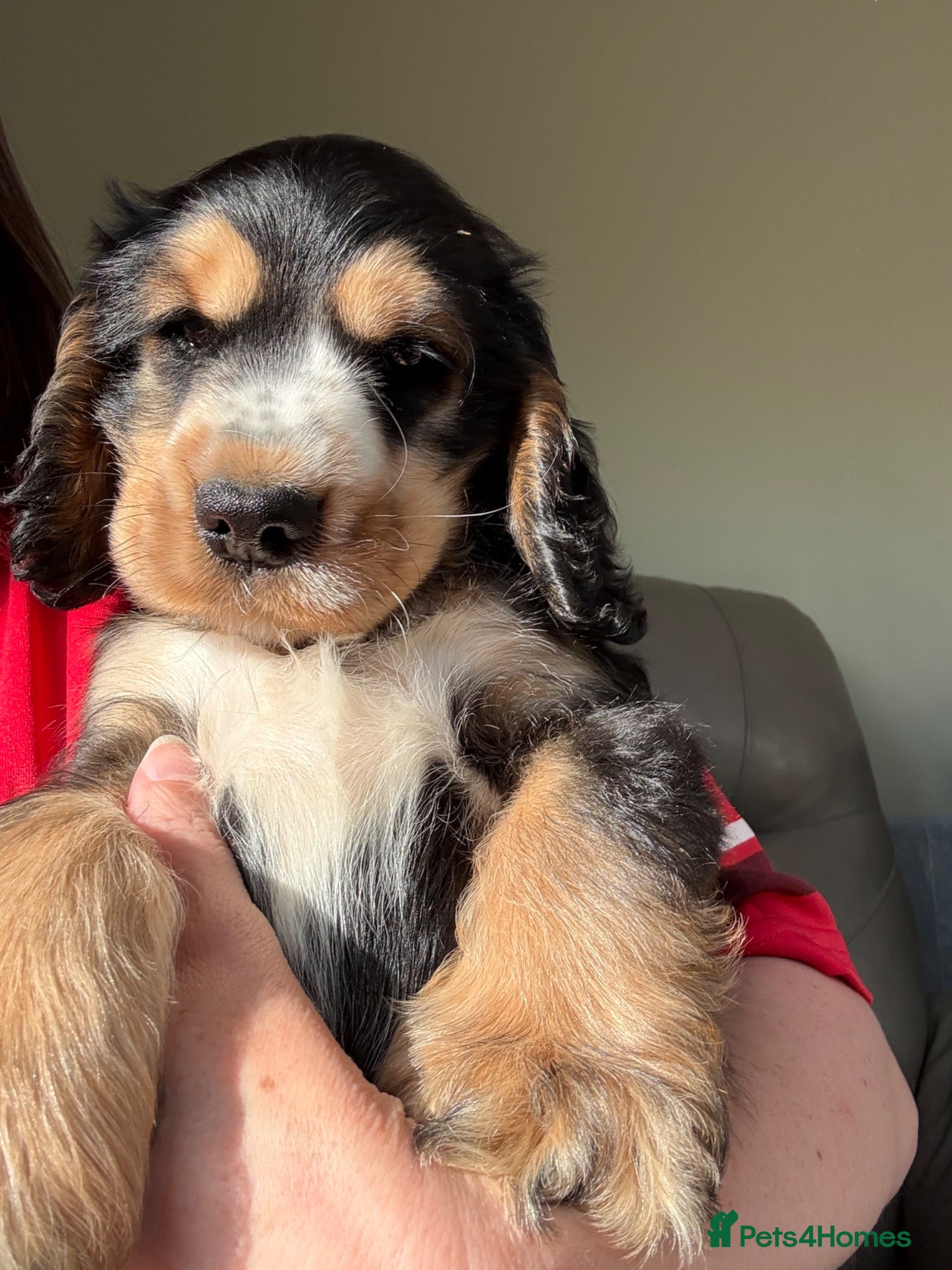 Cocker Spaniel dogs Last Kc reg male show type cocker spaniel  - Advert 2