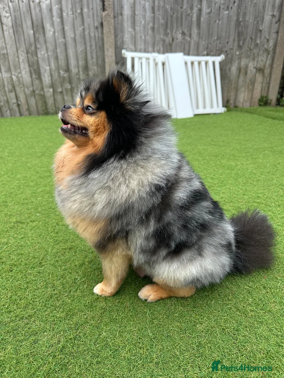 Pomeranian dogs for sale: Gorgeous Pomeranian's available   - Advert 7