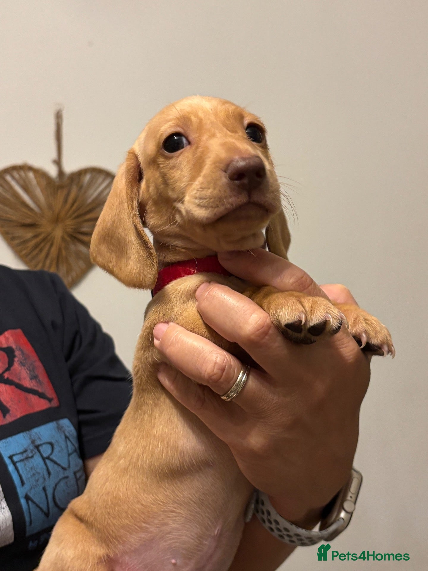 Miniature Dachshund dogs KC reg smooth hair miniature dachshund  - Advert 1