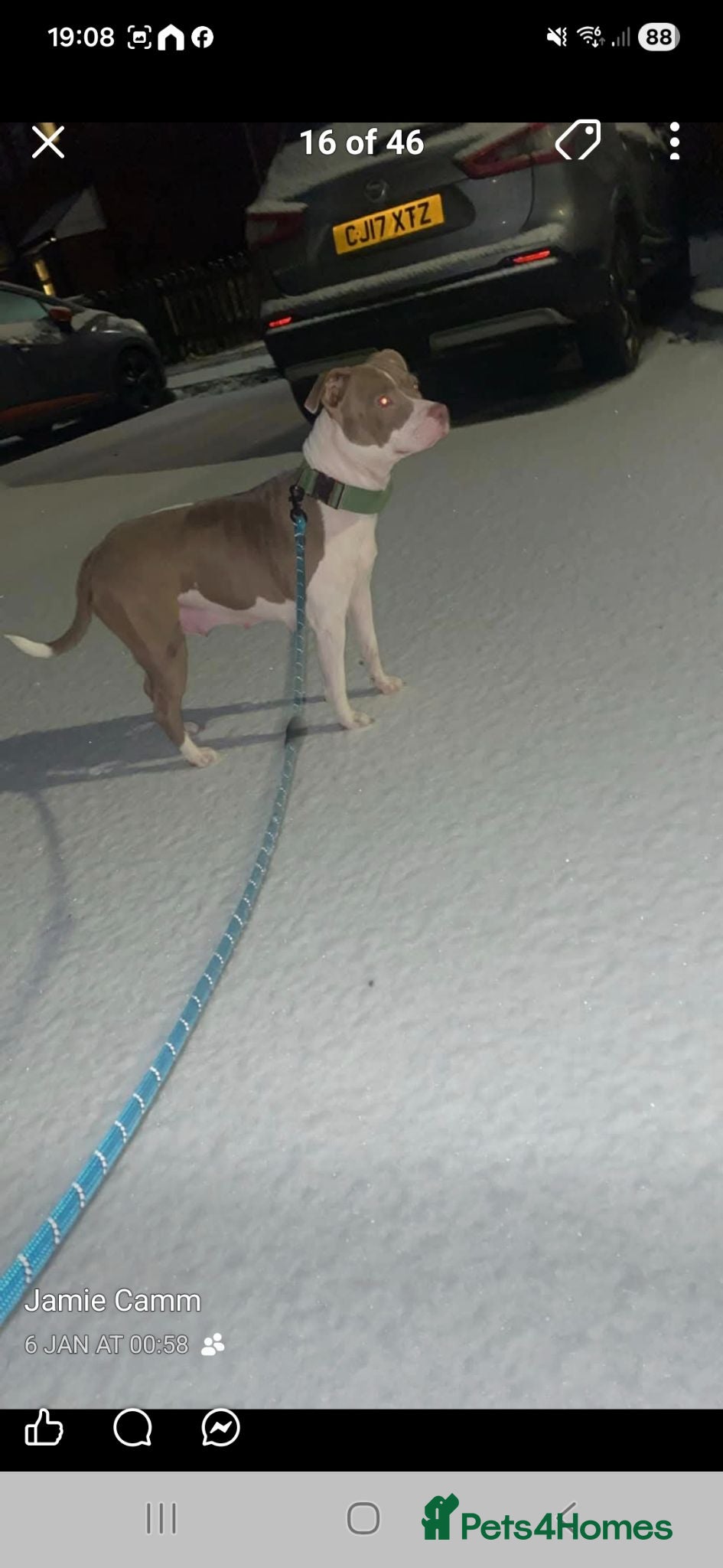 Mixed Breed dogs 2 beautiful girls 9months old  - Advert 1