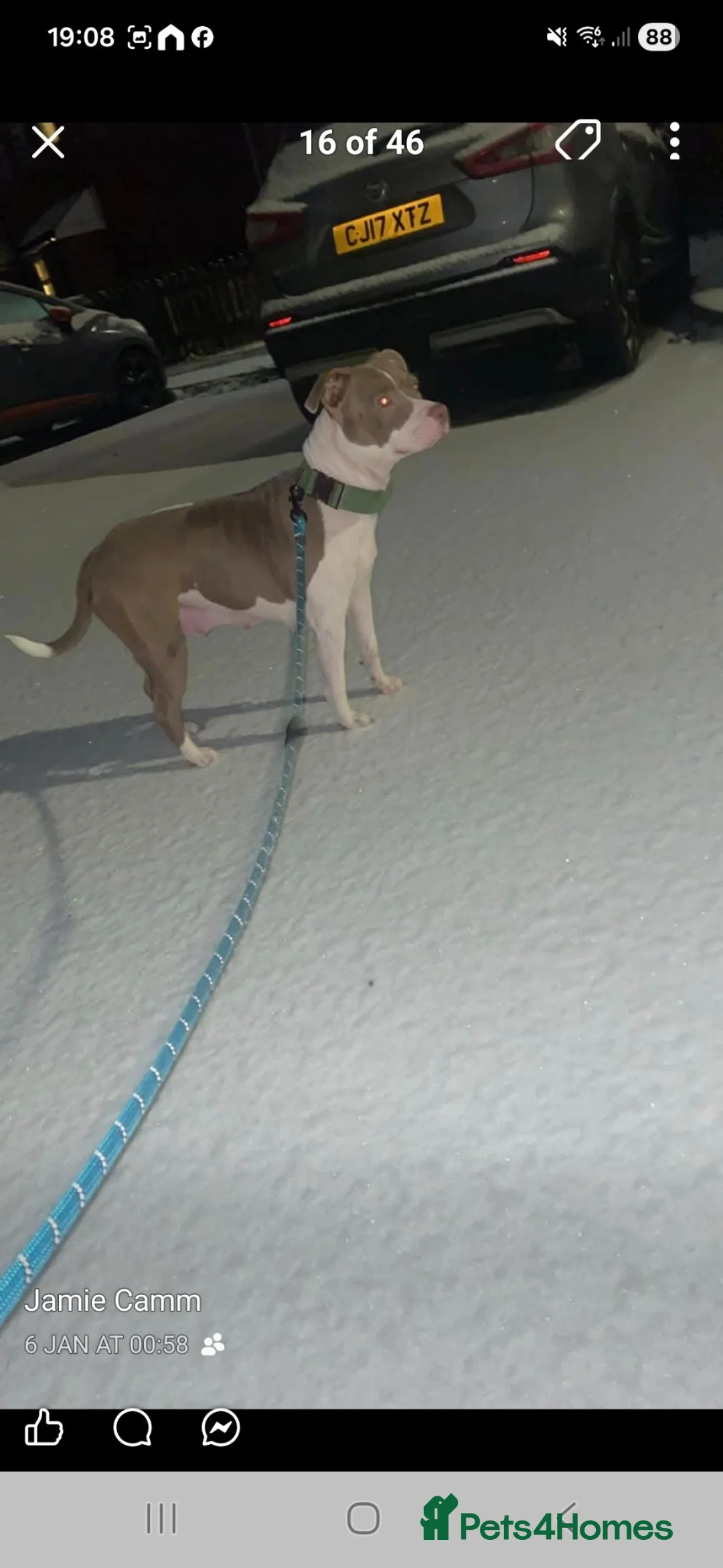 Mixed Breed dogs for sale: 2 beautiful girls 9months old  in Nottingham - Advert 1
