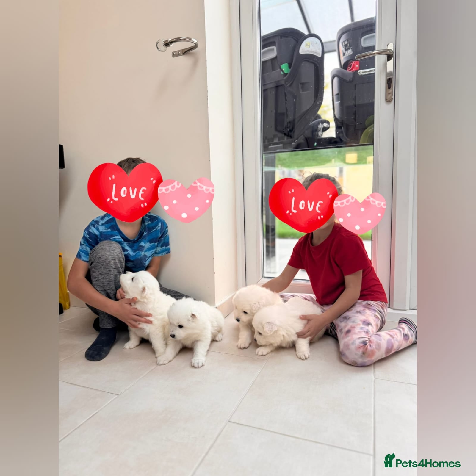 Samoyed dogs Lovely 4 GIRLS Samoyed puppy - Advert 3