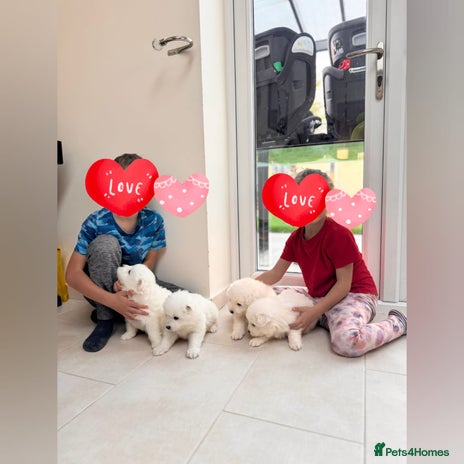 Samoyed dogs Lovely 4 GIRLS Samoyed puppy - Advert 1