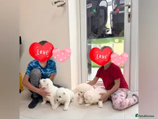 Samoyed dogs Lovely 4 GIRLS Samoyed puppy - Advert 3