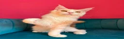 Maine Coon cats for sale: TICA Registered Red Shaded Maine Coon kitten - Advert 3