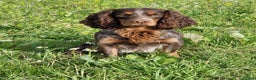 Cocker Spaniel dogs for stud: Health Tested liver roan and tan  working cocker   in Malton - Advert 2