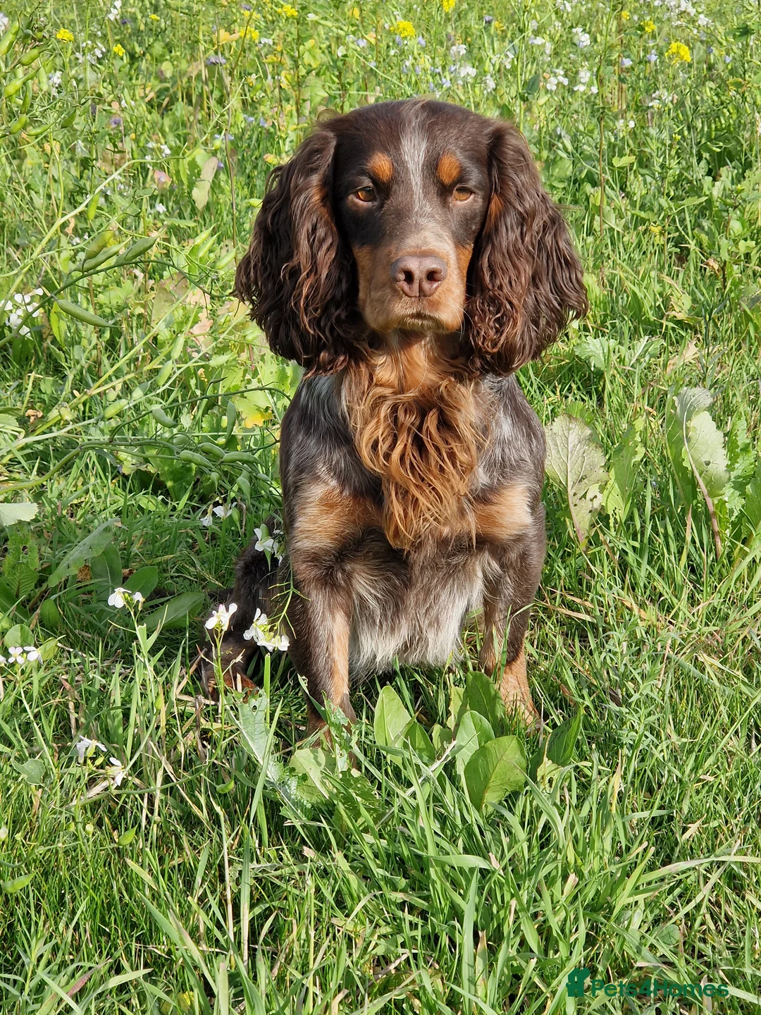 Cocker Spaniel dogs for stud: Health Tested liver roan and tan  working cocker   in Malton - Advert 2