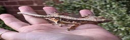 Gecko reptiles for sale: Various crested geckos  - Advert 11